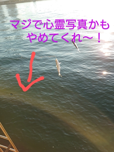 コハダの釣果