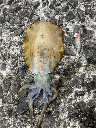 アオリイカの釣果