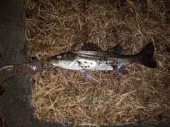 セイゴ（マルスズキ）の釣果