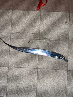 タチウオの釣果