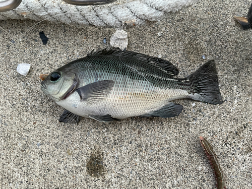 メジナの釣果