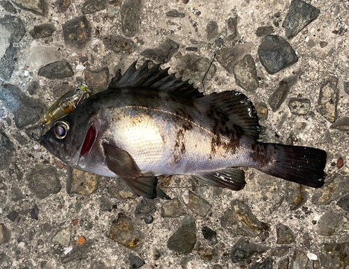 メバルの釣果