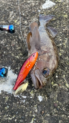 エゾメバルの釣果