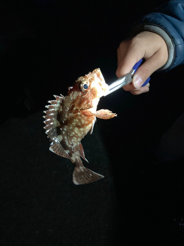 アラカブの釣果