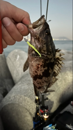 タケノコメバルの釣果