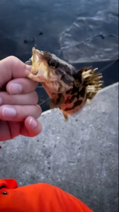 タケノコメバルの釣果