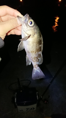 メバルの釣果