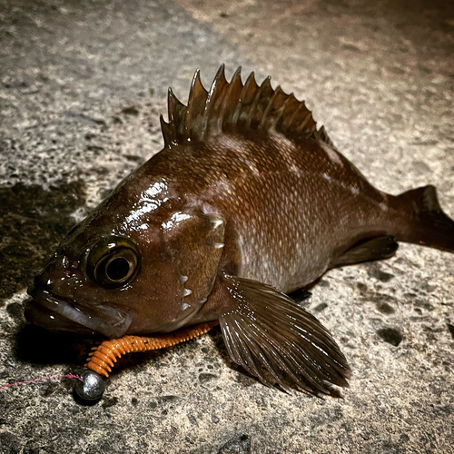 エゾメバルの釣果