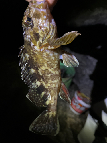 カサゴの釣果