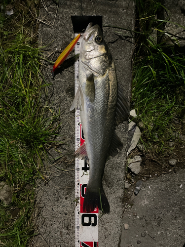 シーバスの釣果