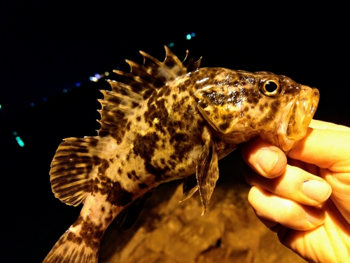 タケノコメバルの釣果