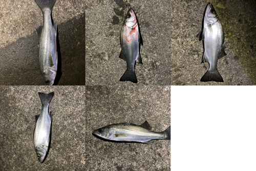 シーバスの釣果