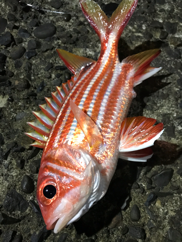 アヤメエビスの釣果