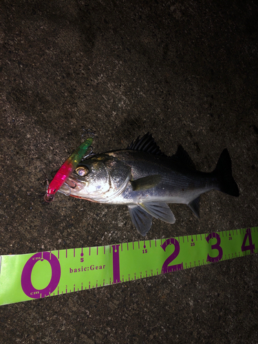 シーバスの釣果