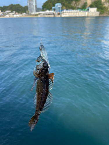 ネンブツダイの釣果