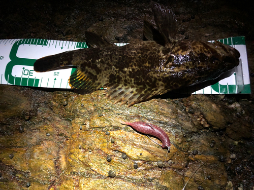 タケノコメバルの釣果