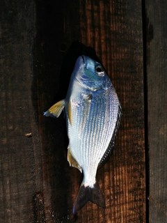 ヘダイの釣果