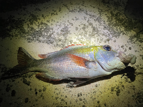 タコの釣果