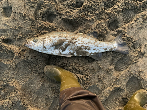 ヒラスズキの釣果