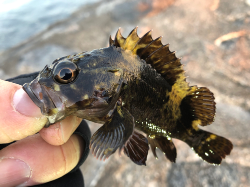 タケノコメバルの釣果