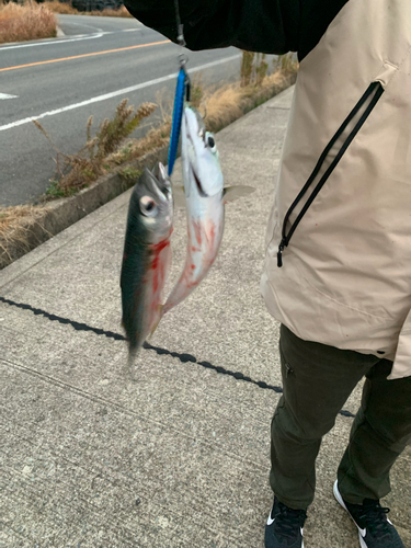 サバの釣果