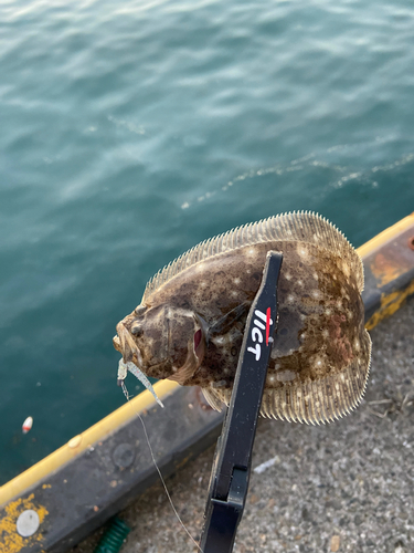 ソゲの釣果