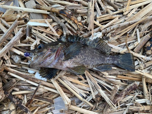 クロメバルの釣果