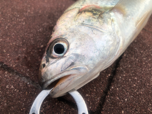 イシモチの釣果