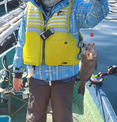 オオモンハタの釣果