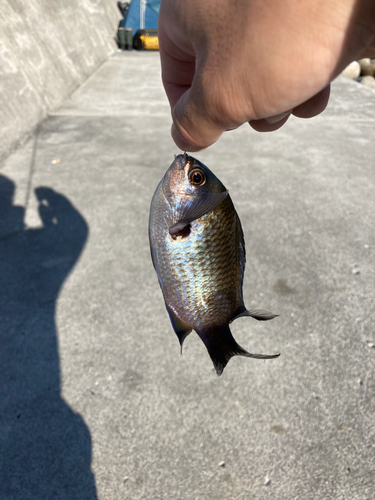 スズメダイの釣果