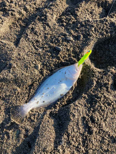 ヒラメの釣果