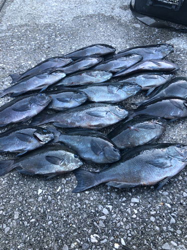 クチブトグレの釣果