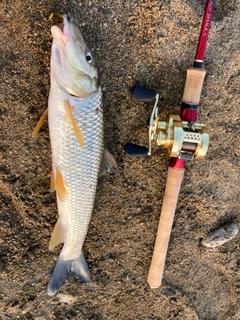 ニゴイの釣果