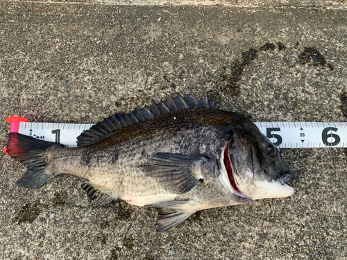 クロダイの釣果