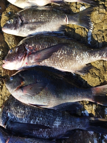 クチブトグレの釣果