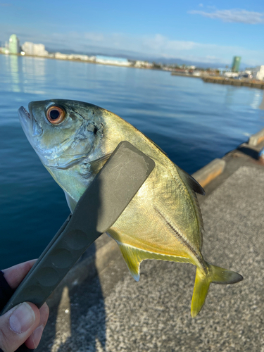 メッキの釣果