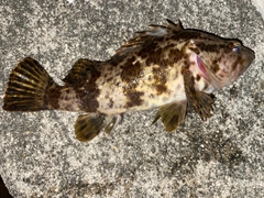 タケノコメバルの釣果