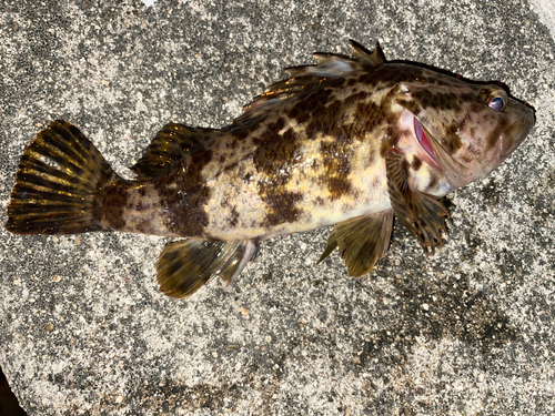 タケノコメバルの釣果