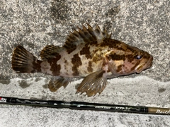 タケノコメバルの釣果