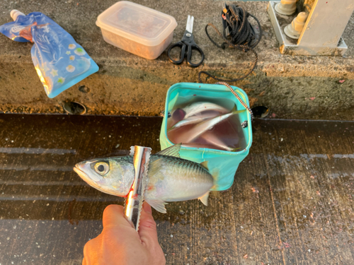 サバの釣果