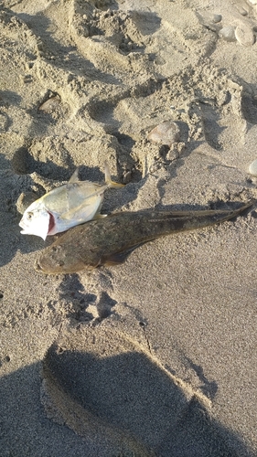 マゴチの釣果