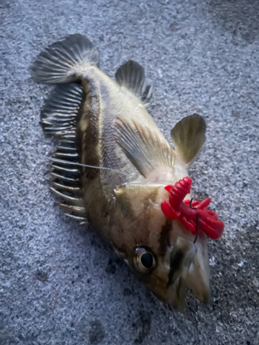 アメマスの釣果