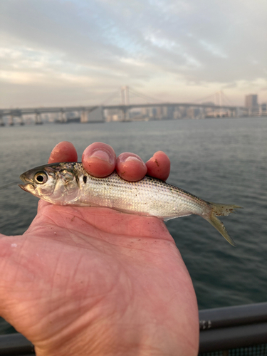 コハダの釣果