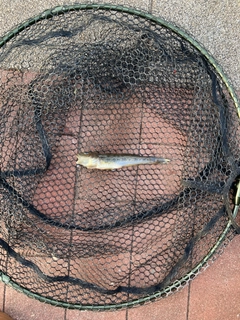 マハゼの釣果