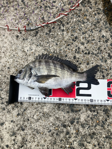 クロダイの釣果