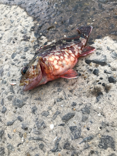 アラカブの釣果