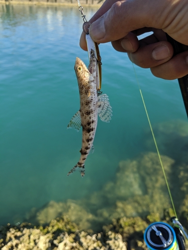 エソの釣果