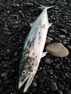 サゴシの釣果