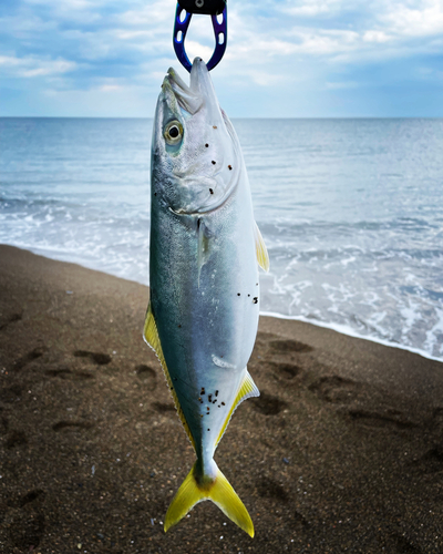 イナダの釣果