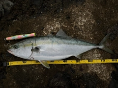 ヤズの釣果